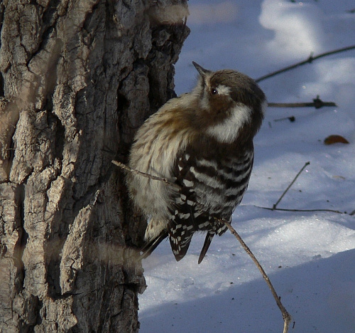 ���������� �����